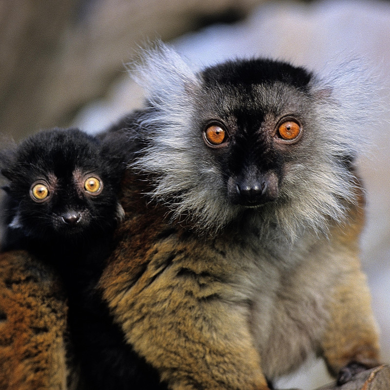 La Vallée des Singes