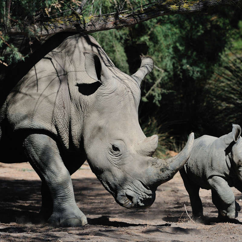 Réserve Africaine de Sigean