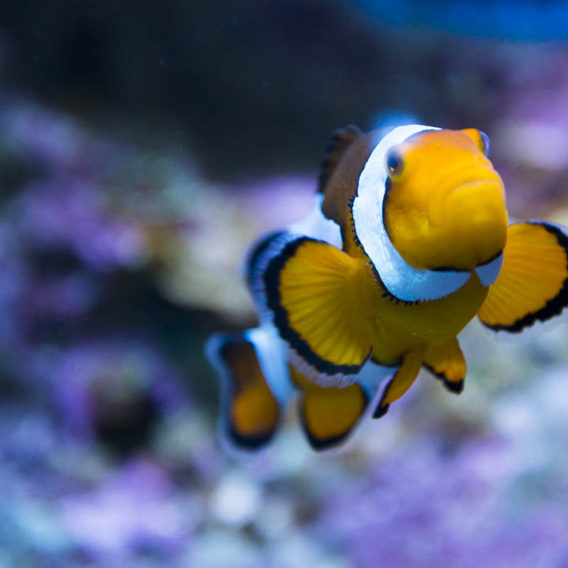 Océarium du Croisic