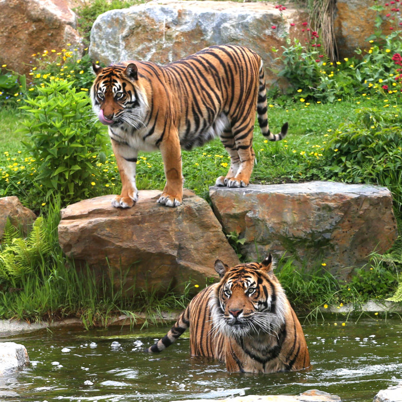 Parc animalier de Champrepus