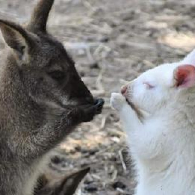 Parc animalier de Casteil
