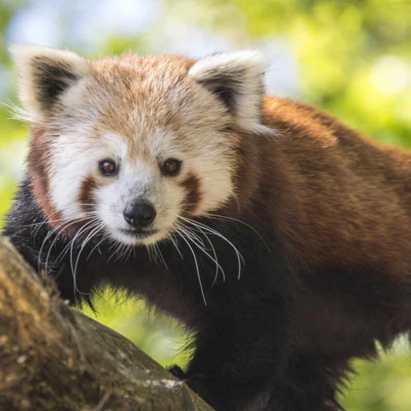 Parc Animalier D'auvergne
