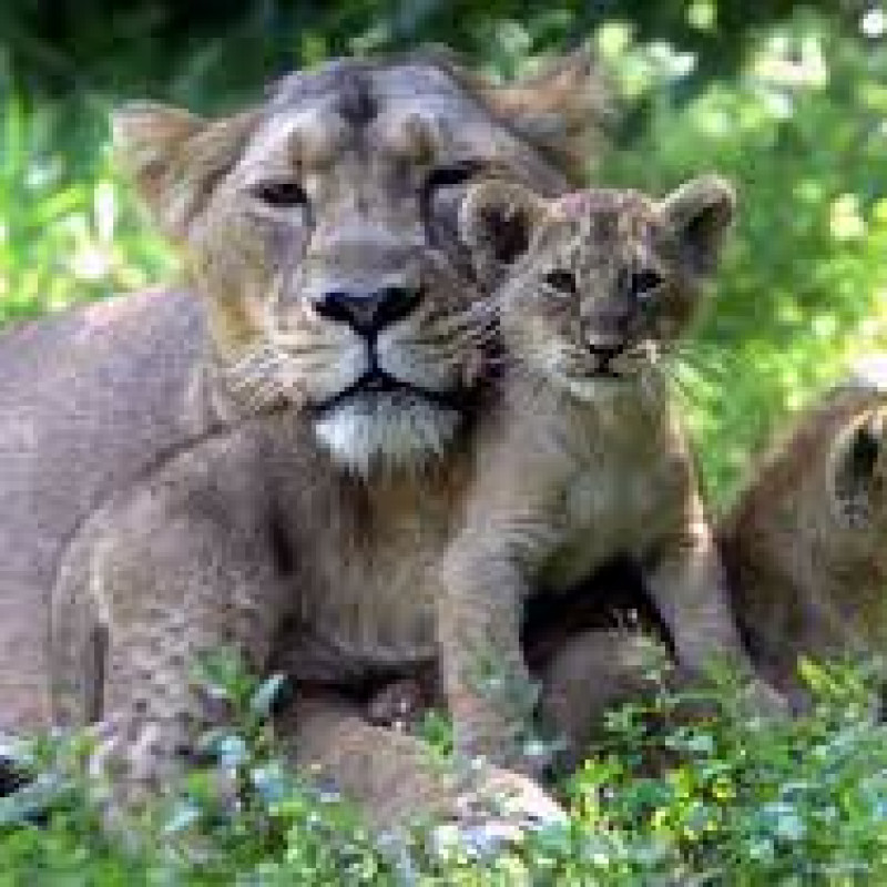 Parc Zoologique et Botanique de Mulhouse