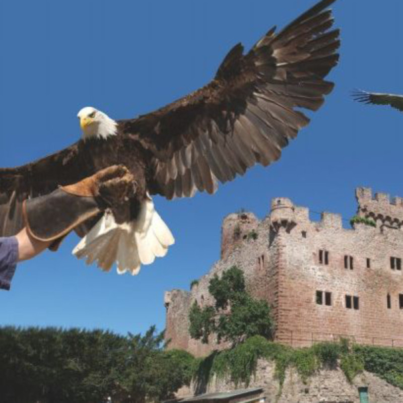 La Volerie des Aigles